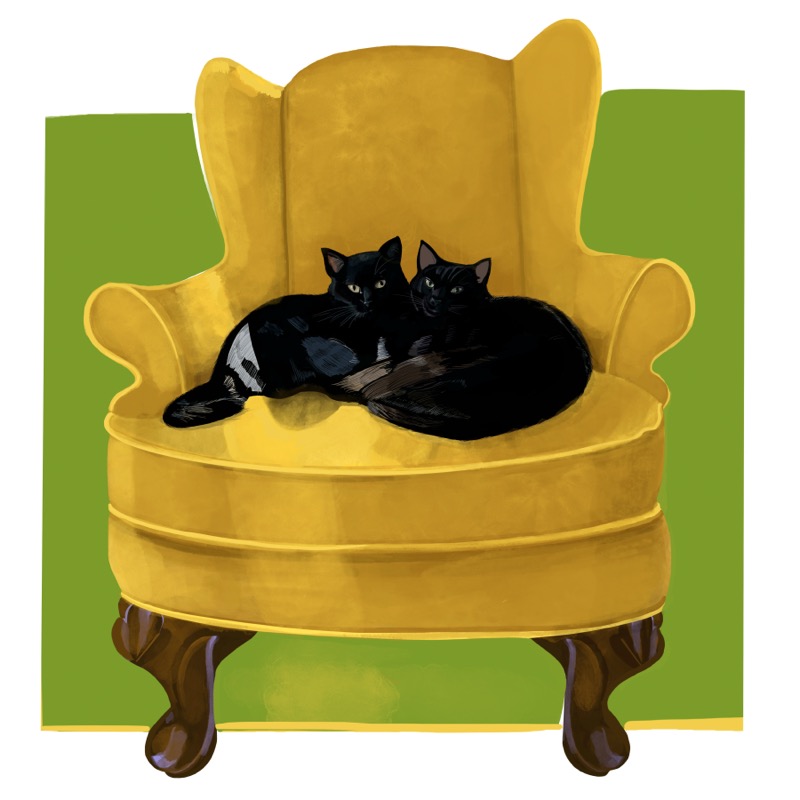 Black Cats on Gold Chair