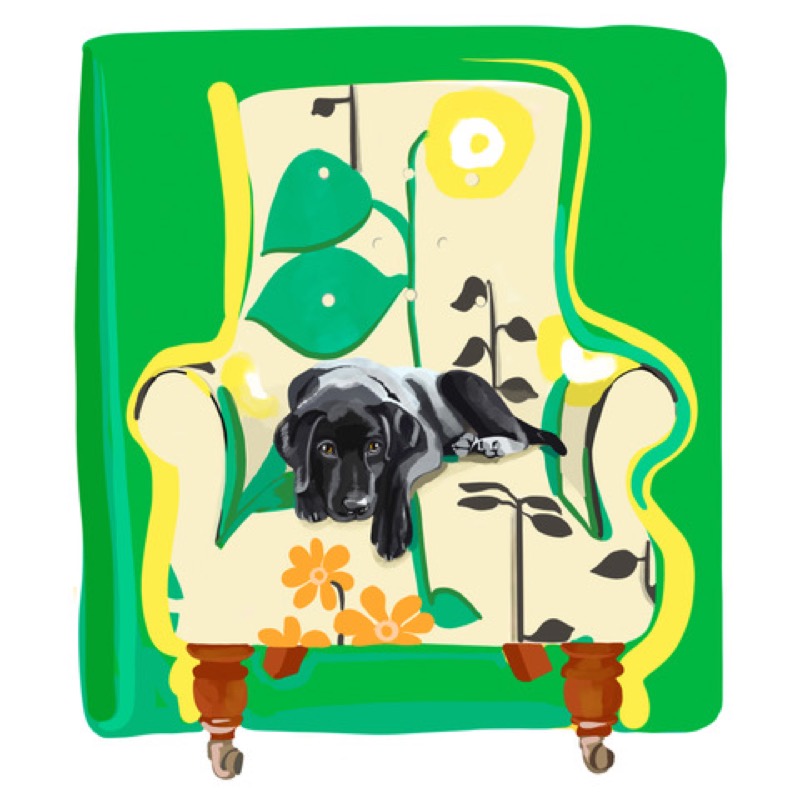 Black Lab Puppy on Floral Chair