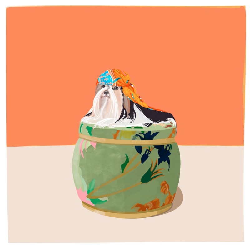 Shih Tzu on Green Ottoman