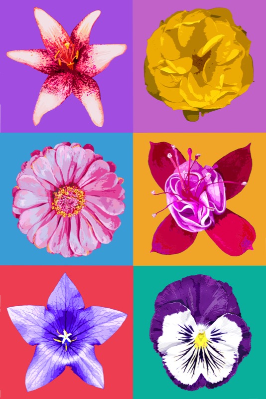 Flower Boxes